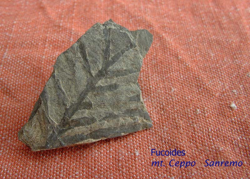 Fossili